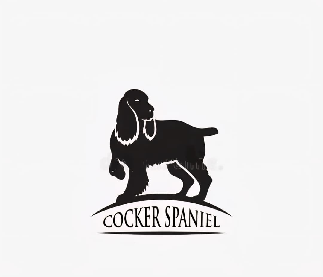 American Cocker Spaniels