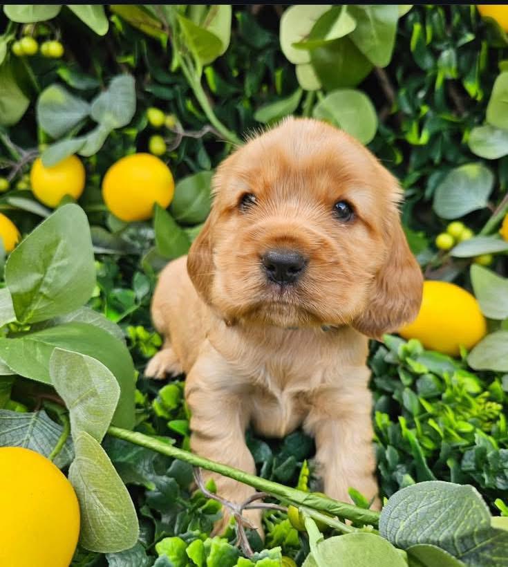 Happy American Cocker Spaniel
