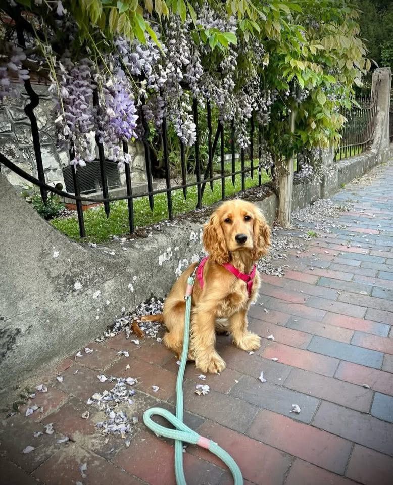 Healthy American Cocker Spaniel